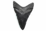 Serrated, Fossil Megalodon Tooth - South Carolina #370472-1